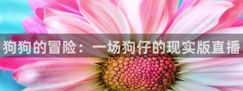 nba直播乐球吧：狗狗的冒险：一场狗仔的现实版直播